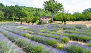 Venda Propriedade Saignon